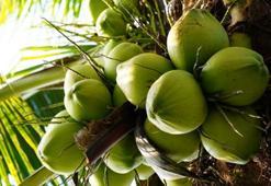 Hem suyu içiliyor hem de meyvesi yeniliyor: Tam bir şifa deposu... Böbrekleri temizliyor ve cildi güzelleştiriyor