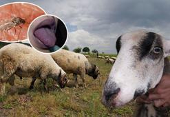 Sineklerden geçiyor, 8-10 günde öldürüyor! İnsana bulaşabilir mi? Uzmanlar cevapladı