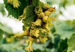 Ferrero, sürdürülebilirlik için iyi tarımı destekliyor