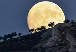 Dolunaylar hasat mevsimi gibidir