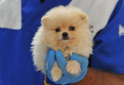 'Pomeranian' cinsi köpeklere sınırda el konuldu