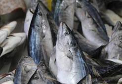 Av sezonu öncesi uyarı: Aşırı sıcaklar balıkların göçünü etkiliyor