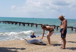 Adana sahilinde kıyıya ölü yunus vurdu