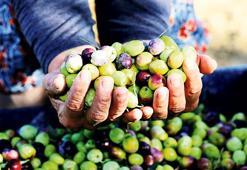 ‘Zeytinlik alanlarda iklimden hızlı olalım’