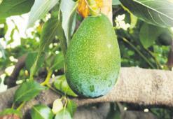 Avokado, muzu tahtından etti