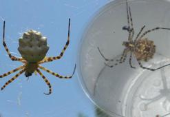 Dünyanın en zehirli örümcek türlerinden! Ayvalık’ta yakalandı