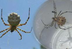 Dünyanın en zehirli örümcek türlerinden! Ayvalık’ta yakalandı