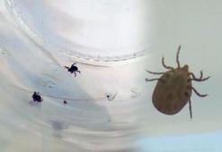 Karadeniz uyarısı: Sahildeki kenelerin cinsi farklı