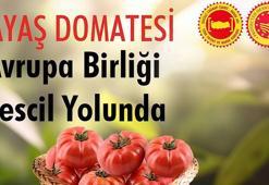 Ayaş domatesinin tescili için son aşamaya gelindi