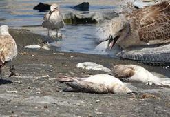 Van Gölü'nde binlerce martı öldü, sebebi 'inci kefali' çıktı