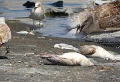 Van Gölü'nde binlerce martı öldü, sebebi 'inci kefali' çıktı