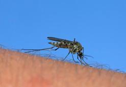 Grip değil sivrisinek ısırığı! 'İlk belirti kabuklu yaralar' diyerek açıkladı