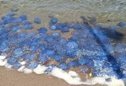 Koyu mavi renkli ve uzun kuyruklu! Denize girmek isteyenler şoke oldu