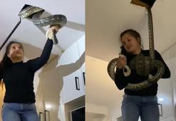 Tavandan gelen sesler için duvarı deldi! Devasa pitonu tek eliyle yakaladı