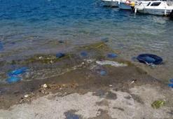 İzmir'de denizanası tedirginliği! Vakalar arttı