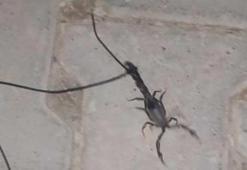 Kuyruğuna ip taktı, akrebi böyle gezdirdi