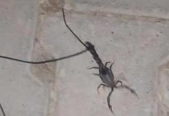 Kuyruğuna ip taktı, akrebi böyle gezdirdi