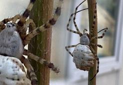 Bir anda karşılarına çıktı! Saniyeler içinde öldürüyor