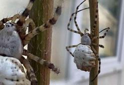 Gümüşhane’de dünyanın en zehirli örümceklerinden biri görüldü