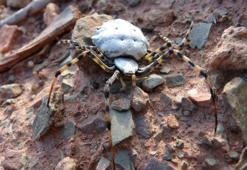 Argiope lobata zehirli mi? Dünyanın en zehirli örümceklerinden Argiope lobata insana zarar verir mi, Türkiye'de nerede görüldü?