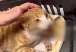 Hande Yener de seferber olmuştu! Çenesi kırılan, dili kesilen kedi öldü