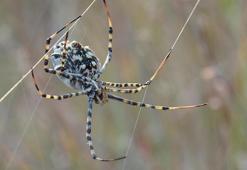 Dünyanın en zehirli örümceklerinden! Malatya'da 'argiope lobata' paniği