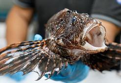 Son dönemde popüler! Gören tadına bakmak istiyor... Eti yenebilen tek istilacı tür