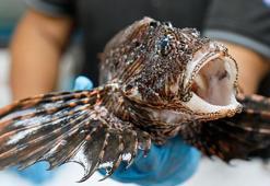 Son dönemde popüler! Gören tadına bakmak istiyor... Eti yenebilen tek istilacı tür