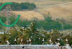 Leylek ölümlerine yalıtımlı direk önlemi
