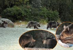 Boz ayı sürüsü aç kalınca piknik alanlarına indi