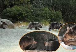 Boz ayı sürüsü aç kalınca piknik alanlarına indi