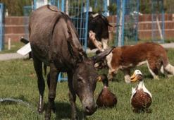 Yangından kurtarıldı, Ceren isimli eşek emekliliğe ayrıldı
