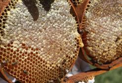 Büyükçekmece’de ilk bal hasadı gerçekleşti