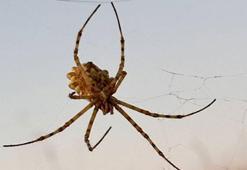 Dünyanın en zehirli örümceklerinden! Kırşehir'de görüldü