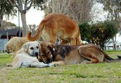 Edirne Valisi talimat verdi: Başıboş köpek istemiyorum