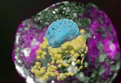 Sperm ve yumurtasız tam insan embriyosu modeli geliştirildi