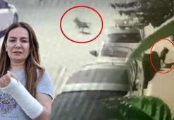 Başıboş pittbull dehşeti! 1 ayda ikinci kez köpek saldırısına uğradı