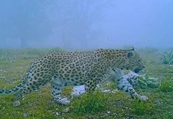 Sislerin içinde çıktı: Anadolu'nun gizemli efsanesi