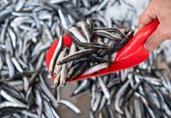 Hamsi fiyatı 120 liradan 80 liraya düştü