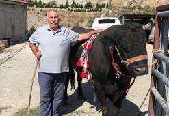 'Karagöz' arenaya damga vurdu! Tek boynuzla şampiyon oldu