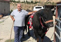 'Karagöz' arenaya damga vurdu! Tek boynuzla şampiyon oldu