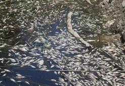 Büyük Menderes Havzası'ndaki toplu balık ölümleri tedirgin etti! 'Su değil siyah sıvı'