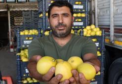 Bahçede kilosu 3, market rafında 24 lira!