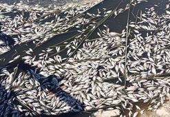 Büyük Menderes Havzası'ndaki toplu balık ölümlerinin nedeni belli oldu