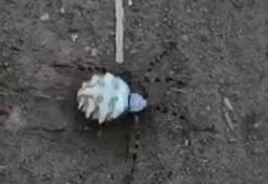 O zehirli örümcek türü bu kez de Eskişehir’de görüldü