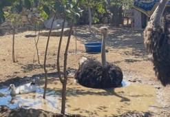 Eskişehir’de hobi bahçesindeki 2 deve kuşu firar etti