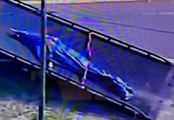 Canavar yedi! Ağzındaki cesedi görünce kayda aldı