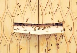 Hayvanlar için mimarlık