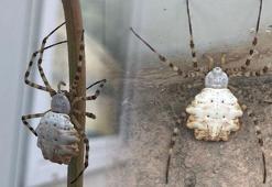 Türkiye'nin her tarafında görüldü, korku yarattı! Rahatlatan açıklama