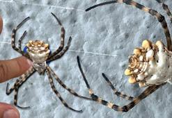 Afrika'dan geldi! Türkiye'de bir ilde daha görüldü, hızla yayılıyor